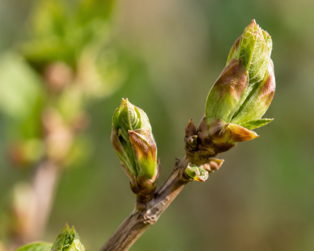 Bourgeons de cassis : ce qui se joue avant même la fabrication du complément Mobilité VetyVert