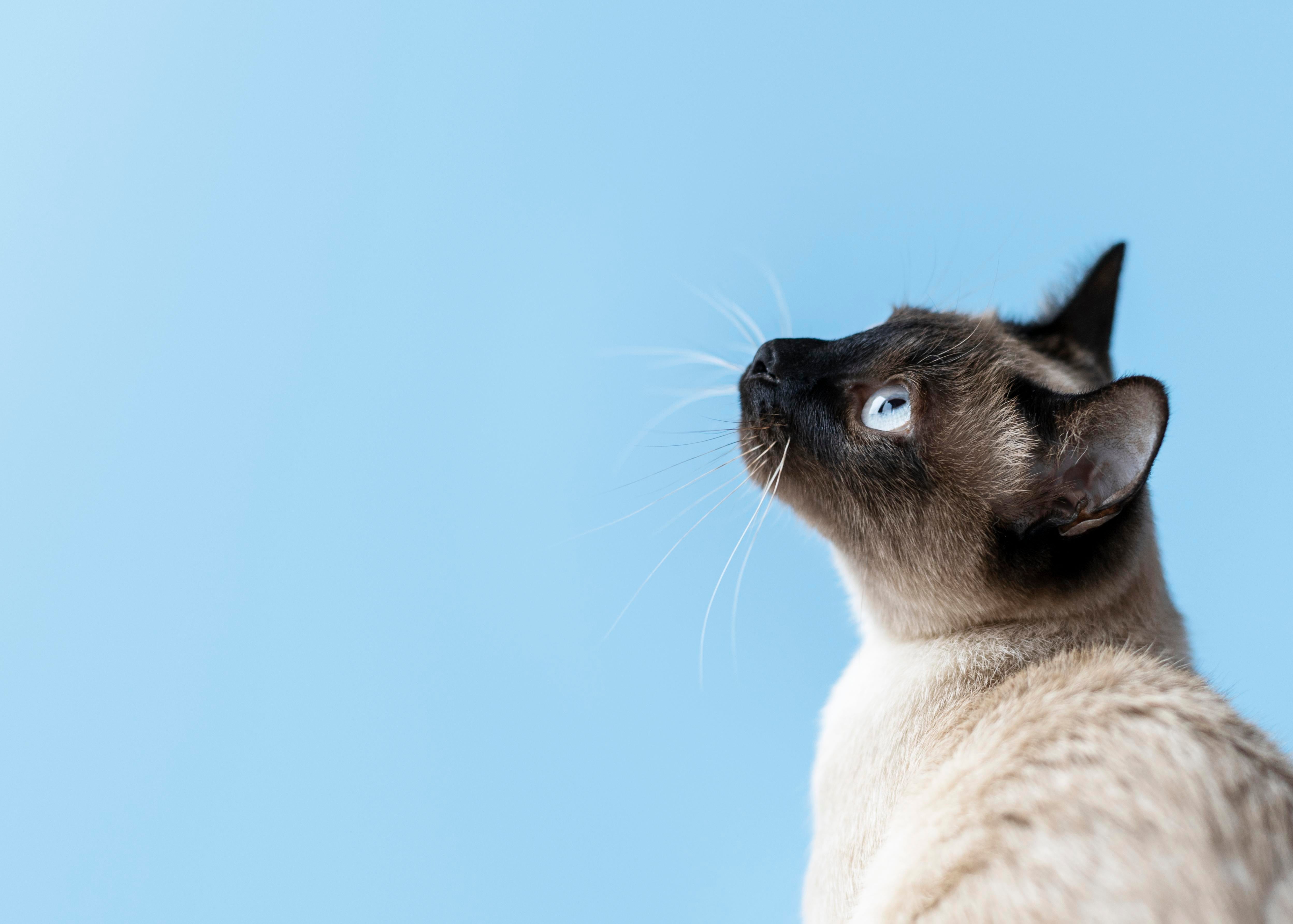 Image article Insuffisance rénale chat Photo d'un chat siamois