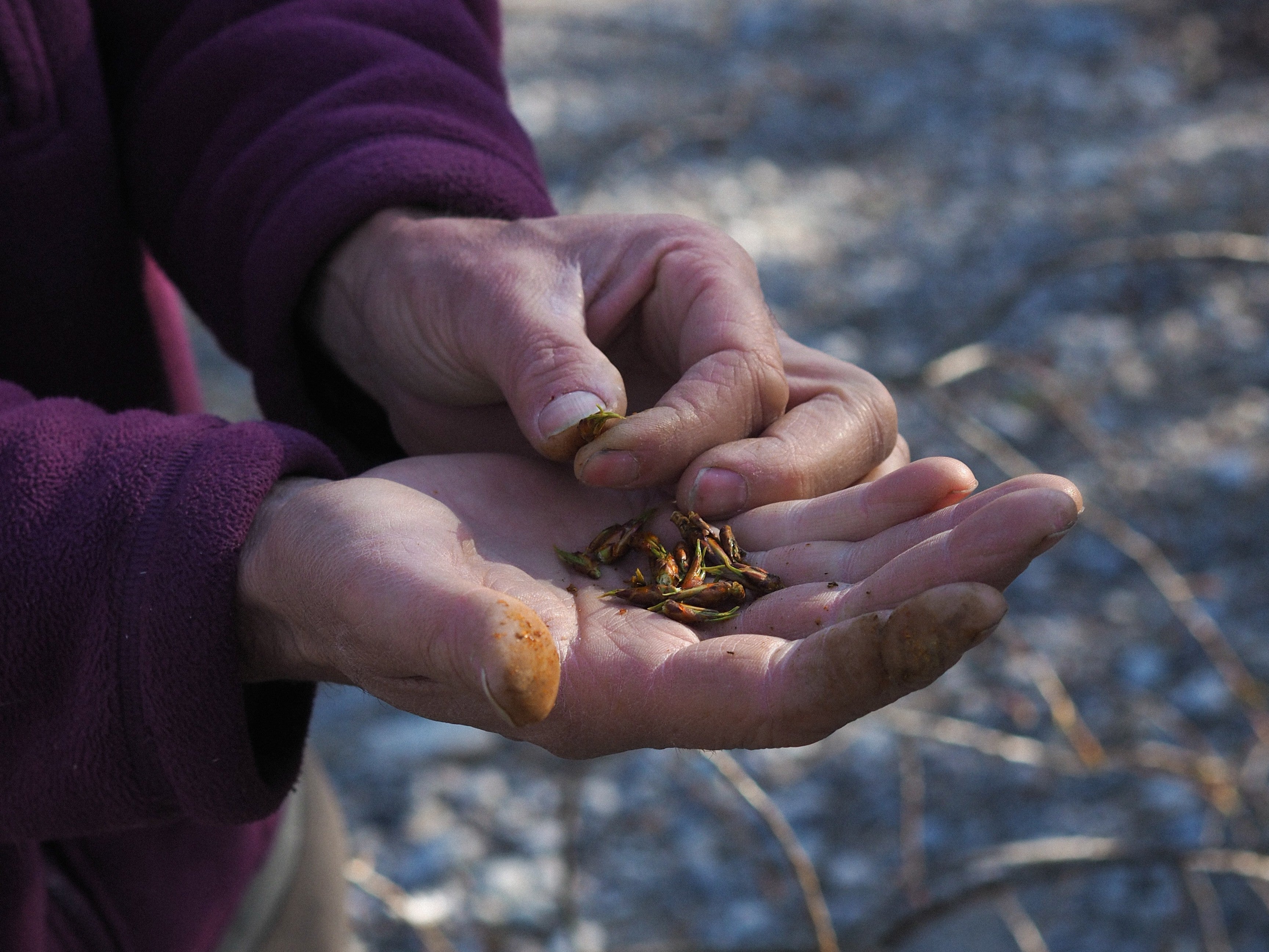 Bourgeons de plantes : bénéfiques pour l’Homme, mais aussi pour les animaux