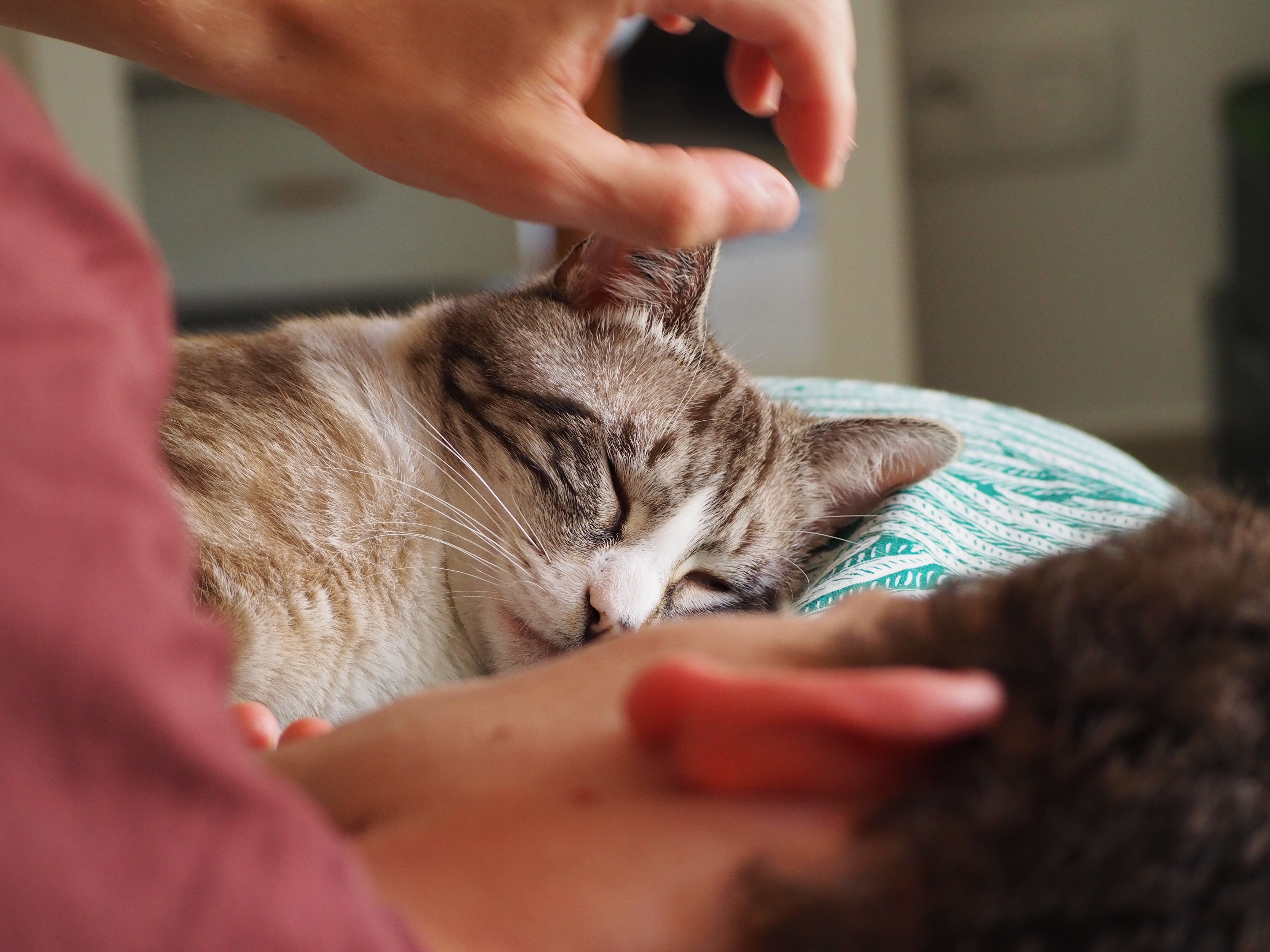 Image article Pourquoi VetyVert Photo d'un chat qui ronronne et de son maître
