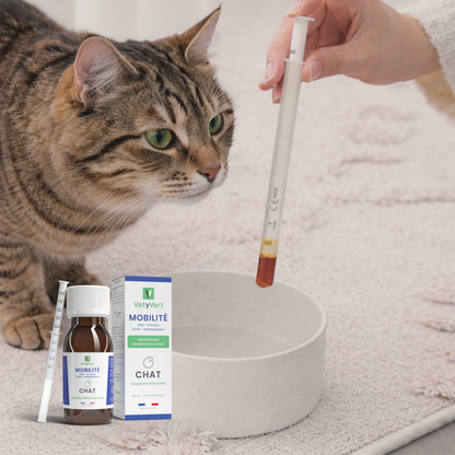 Mobilité chat : complément alimentaire naturel pour le confort articulaire