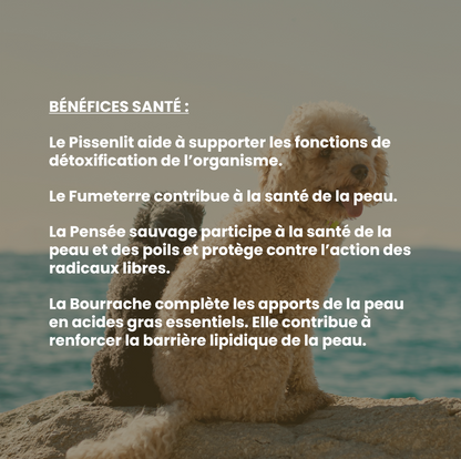 Peau & poils chien : complément alimentaire naturel pour une peau saine et un pelage brillant