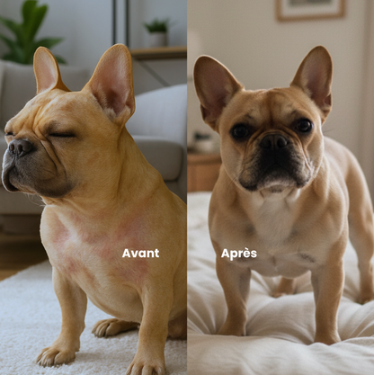 Peau & poils chien : complément alimentaire naturel pour une peau saine et un pelage brillant