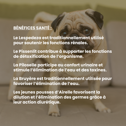 Rénal chien : complément alimentaire naturel pour le soutien des fonctions rénales et urinaires