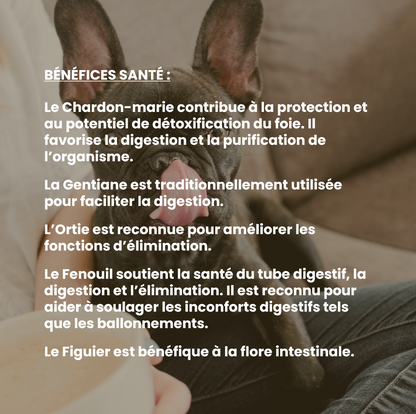 Transit chien : complément alimentaire naturel pour le confort digestif