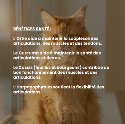Mobilité chat : complément alimentaire naturel pour le confort articulaire