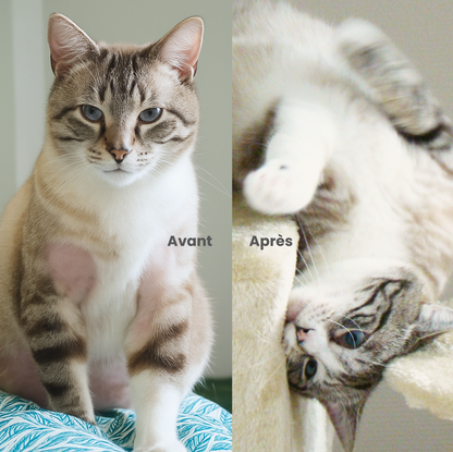 Peau & poils chat : complément alimentaire naturel pour une peau saine et un pelage brillant