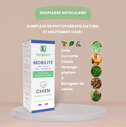 Mobilité chien : complément alimentaire naturel pour le confort articulaire