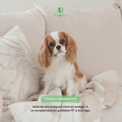 Oméga-3 chien : complément alimentaire du quotidien riche en oméga-3, EPA et DHA