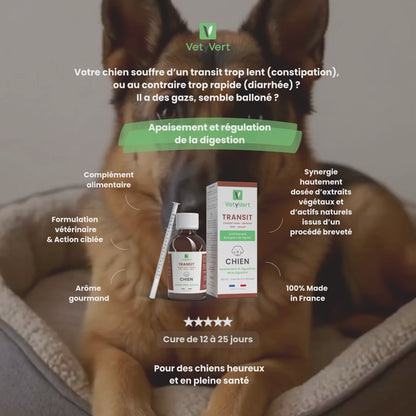 Transit chien : complément alimentaire naturel pour le confort digestif